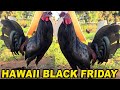 BLACK FRIDAY !! Black Blue McRae - Robello Farm Beautiful BLACK BIRDS