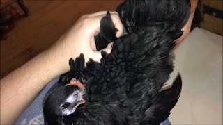 Preening a chicken