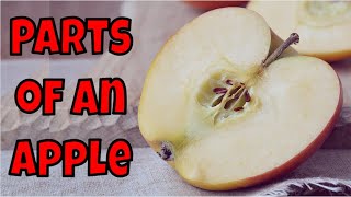 Parts of an Apple Read Aloud | All About Apples