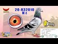 五洲網拍嚴選～王孜益（螺絲王）第一場空前入賞領前鴿 u0026 no.1～22特作連號菁英鴿原鴿影音真實呈現