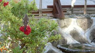 【庭に来る野鳥】ピラカンサの実を食べる（？）ジョウビタキ雄。（2023/11/19）