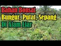 Penjelasan dan Ciri Ciri Bahan Bonsai Bungur, Putat dan Sepang Di Alam Liar