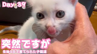 突然ですが! It is sudden 生後3日で棄てられた子猫達 Kittens abandoned at 3 days old Day 39