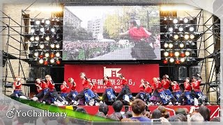 【4K】早稲田大学 踊り侍｜韋駄天（早稲田祭 2015 大隈講堂前ステージ）