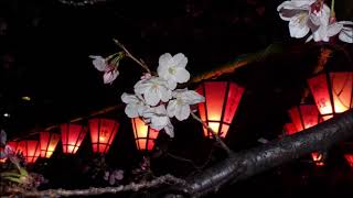 土佐稲荷神社夜桜　2019