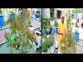 health benefits of rare medicinal plants grow on terrace garden dr.khader vali