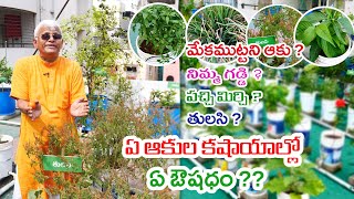 Health benefits of rare medicinal plants || grow on terrace garden || Dr.Khader Vali