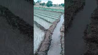 शेतकरी राजा || farmer is King ||