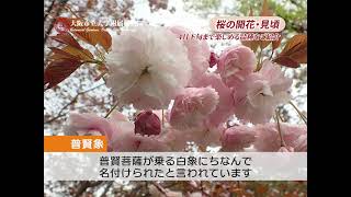 【大阪市立大学附属植物園】桜の開花・見ごろ（4月に楽しめる桜・八重咲・遅咲き）