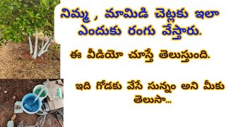 నిమ్మ,మామిడి,ఇంకా వేరే చెట్ల మోదల్లకు అందుకు ఇలా సున్నం వేస్తారో తెలుసా...🤔