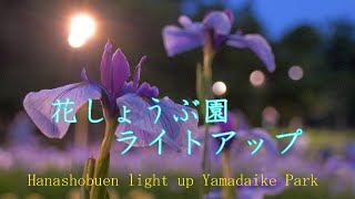 昼間と違った景色　花しょうぶ園ライトアップ　山田池公園　2022　Hanashobuen light up Yamadaike Park 2022 Hirakata City, Osaka Japan