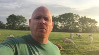 "The Lord is my Shepherd!" #Psalm23 #lessonsfromsheep #EnjoyTheShepherd