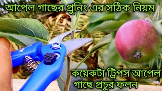 আপেল গাছের সঠিক নিয়মে প্রুনিং।। কিছু ট্রিপস।।Proper pruning of apple trees।।