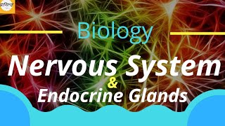 Biology।Nervous System and Endocrine Glands(ચેતાતંત્ર અને અંત:સ્ત્રાવી ગ્રંથીઓ)P-2।Lec-7। Std.8।NMMS