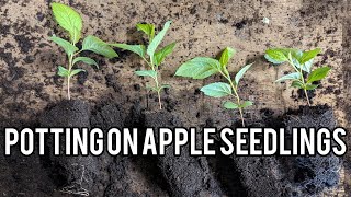 Keepers Nursery apple breeding, potting on seedlings ready for summer chip budding, March 2024