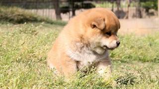 柴犬子犬赤柴雌ID：1124　2011.04.15生まれ　2011.05.21撮影 柴犬.net