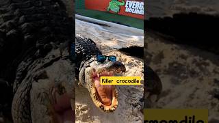 killer Crocodile 🐊🐊#shorts #shortsfeed #youtubeshorts #trending #crocodile