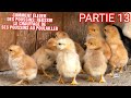 #13 ÉLEVAGE DES POULES PONDEUSES ET DES POULETS DE CHAIRS:RÉUSSIR LE CHAUFFAGE DES POUSSINS DE A à Z