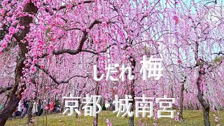 京都／城南宮・しだれ梅／2022 年3月12日