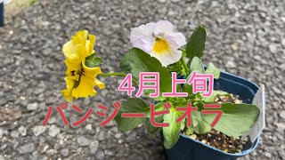 4月上旬のパンジービオラ