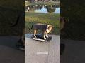 This dog can Onewheel better than you #onewheel #onewheeldog #dog