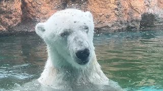 ホッキョクグマ　クッキーちゃん　エサを探しに水の中へ　【のんほいパーク】Polar bear  Cookie-chan Toyohashi Zoo