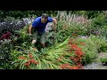 How to remove a flopping crocosmia in august