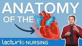 External and Internal Anatomy of the Heart | Cardiac Anatomy | Lecturio Nursing Anatomy