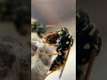 Wasps and Spiders are also beneficial pollinators #wasps #spiders #beekeeping #bees