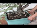 bonsai sea candle changing pot workshop station ep.141