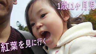 【お出かけ】1歳11ヶ月児 紅葉を見に行く