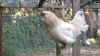 Cockadoodledoo! Rooster/Chicken giving his best wake up call