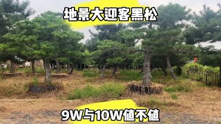 分享两棵地景迎客大黑松，一棵9万一棵10万，盆景桩养护铝丝蟠扎