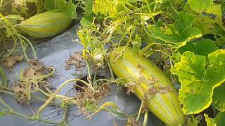 ត្រសក់ស្រូវទុំ #sreynounpechofficial #agriculture #cucumber