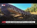 senator hanson supports crocodile cull in queensland