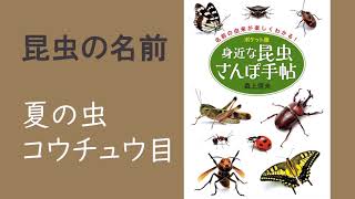 夏の虫　甲虫【漢字フラッシュカード】0歳－6歳ごろ　お子さんと楽しく遊ぼう！