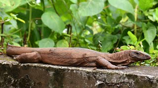 Monitor Lizard(udumbu)|Indian Monitor Lizard|എന്നും വീട്ടിലെത്തുന്ന ഉടുമ്പ് ....