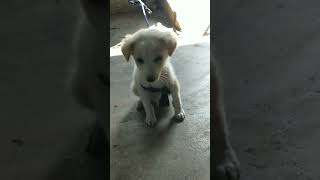 എന്താടാ ഇവിടെ നിൽക്കുന്നത് #animal #aniimalsdubbing #fundub #comedy #dog