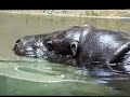 上野動物園コビトカバ_ショウヘイの鳴き声