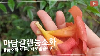 #마담갈렌능소화, 새로 알게된 능소화 꽃이름! 정정합니다, Ep_정원.2208-85