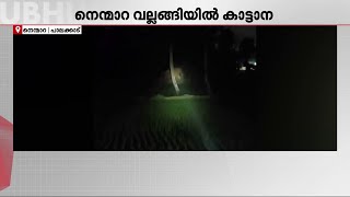 പാലക്കാട് നെന്മാറയില്‍  കാട്ടാന നെല്‍ കൃഷി നശിപ്പിച്ചു  | Elephant Attack