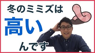 冬のミミズは高いんです！【ミミズコンポスト・シマミミズ・捨てない暮らし】