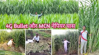 4G Bullet Super Napier V MCN Napier Grass क्या 4g बुलेट सुपर नेपियर से भी अच्छा है MCN नेपियर घास