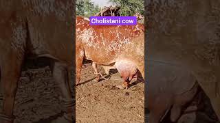 cholistani cow