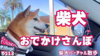 【柴犬 おでかけさんぽ】週刊柴犬むーちゃんねる #休日034