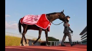 エリザベス女王杯Ｖのアカイイトが有馬参戦 鞍上の幸は有馬初騎乗|Top News