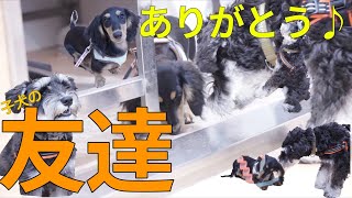 子犬のしつけ教室で出会った友達☆