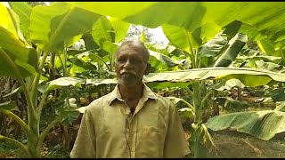 ഉപേക്ഷിച്ചത് കാൽനൂറ്റാണ്ടത്തെ ബിസിനസ് ജീവിതം, ഇപ്പോൾ വാഴ മുതൽ ചേമ്പ് വരെ കൃഷി; വിജയകഥ