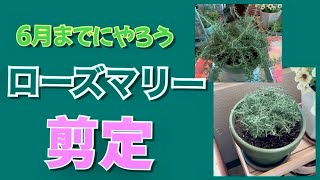 6月までにやろう！ローズマリーの剪定！！