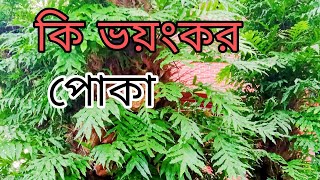 ভিমরুলের বাসা কি #ভয়ংকর দেকলে অবাক হবেন